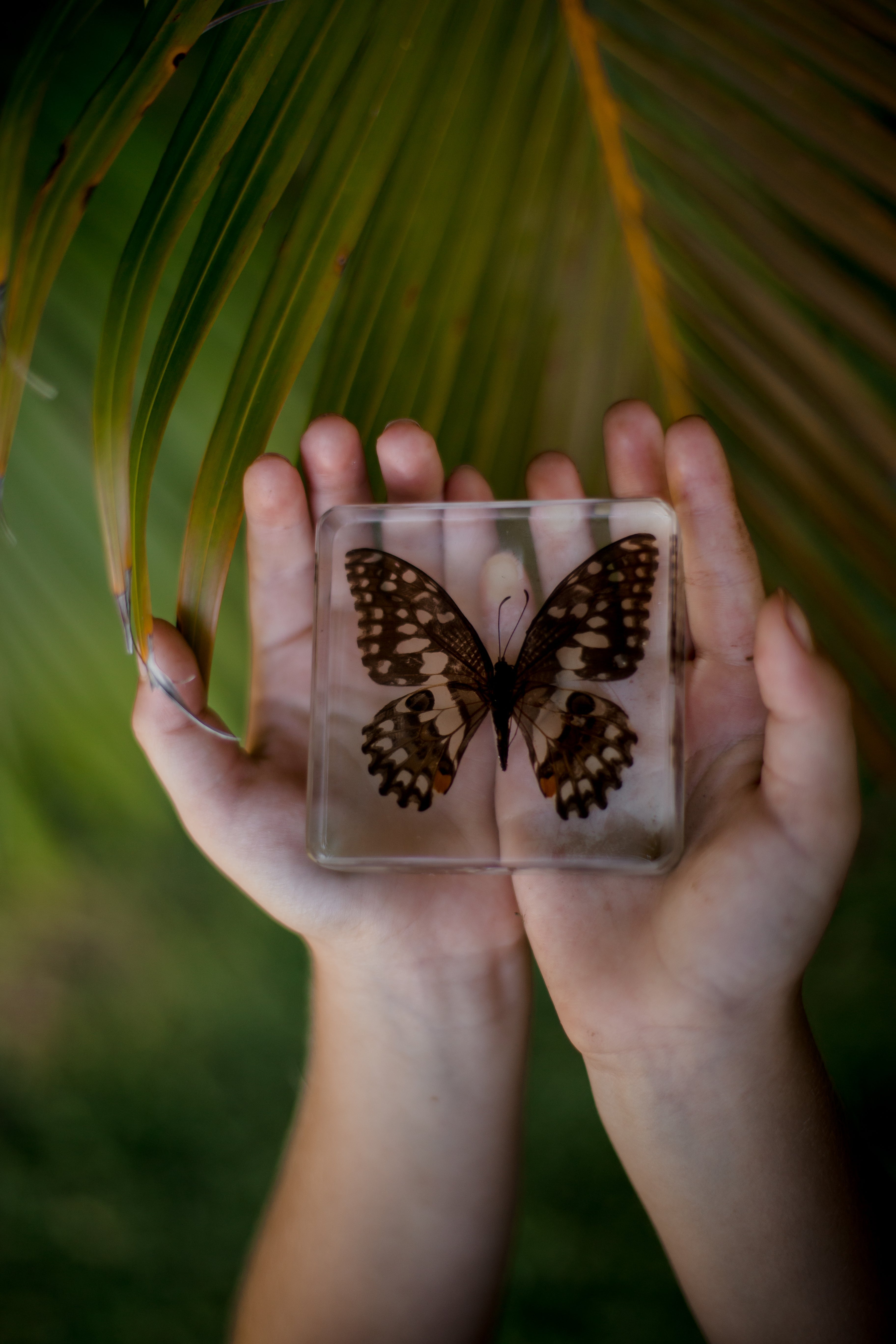 Lime Butterfly Specimen - Our Earth Life