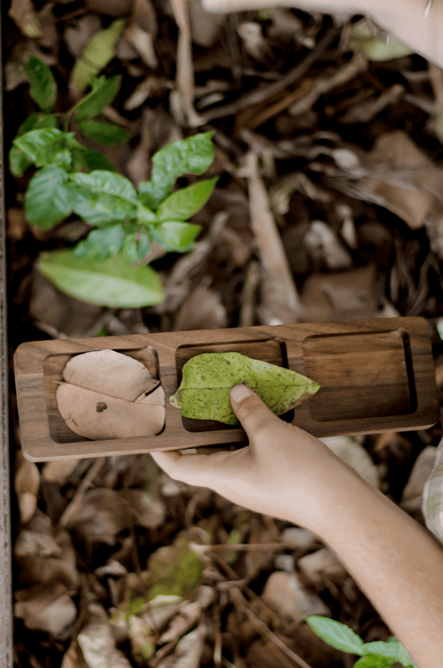 Mini Sorting Tray - Our Earth Life