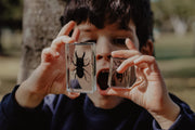 Stag Beetle Specimen