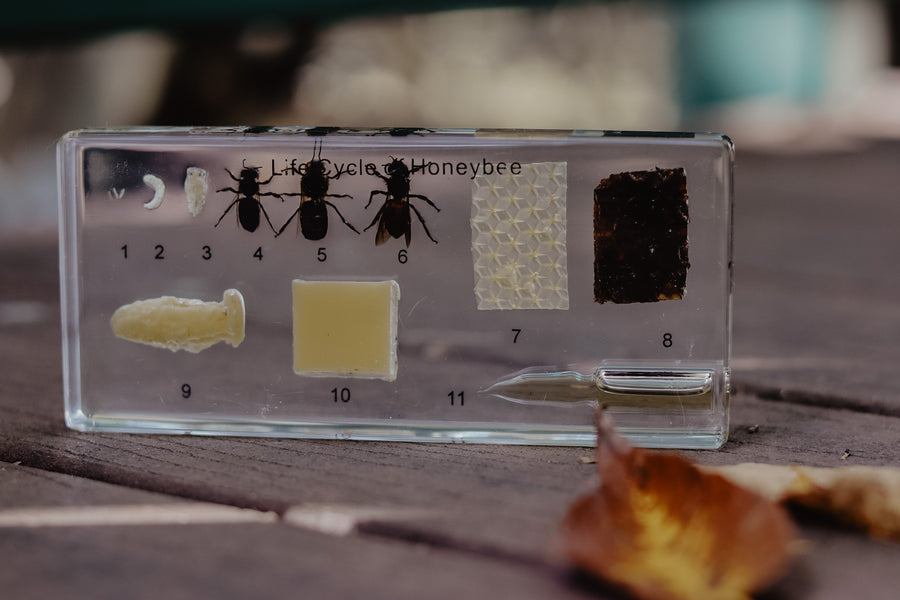 Honeybee Lifecycle Specimen Block