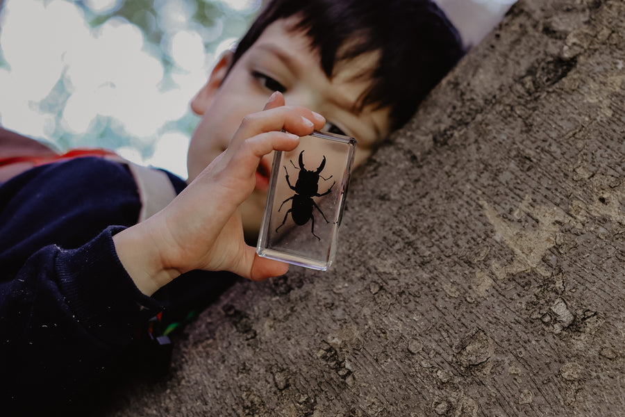 Stag Beetle Specimen