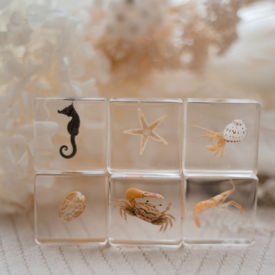 Ocean Explorer Specimen Set - Our Earth Life