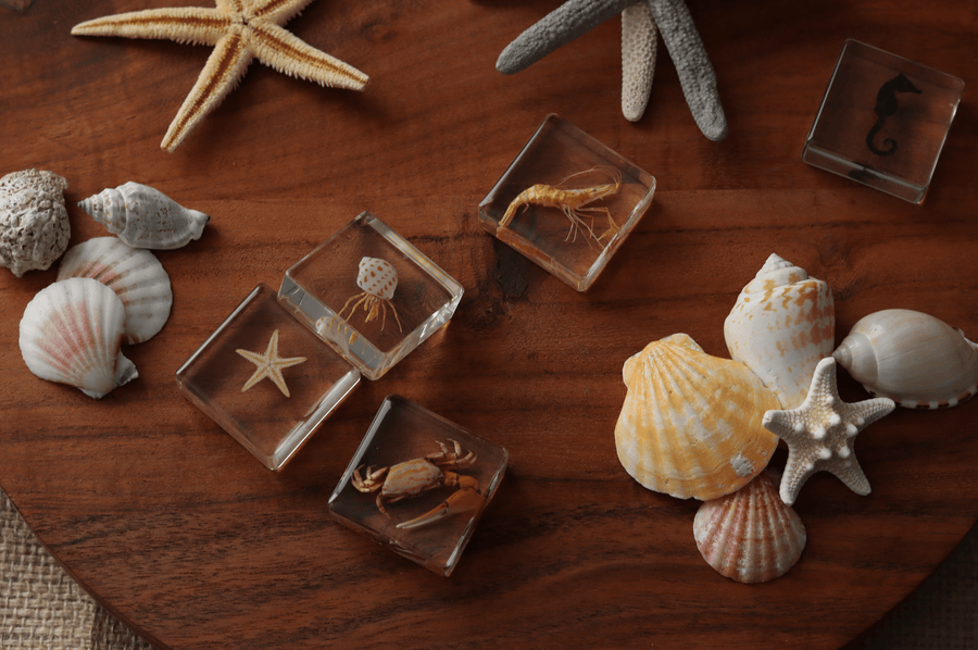 Ocean Explorer Specimen Set - Our Earth Life