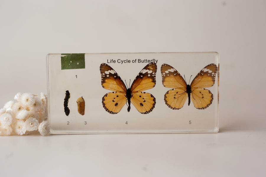 Butterfly Lifecycle Specimen Block