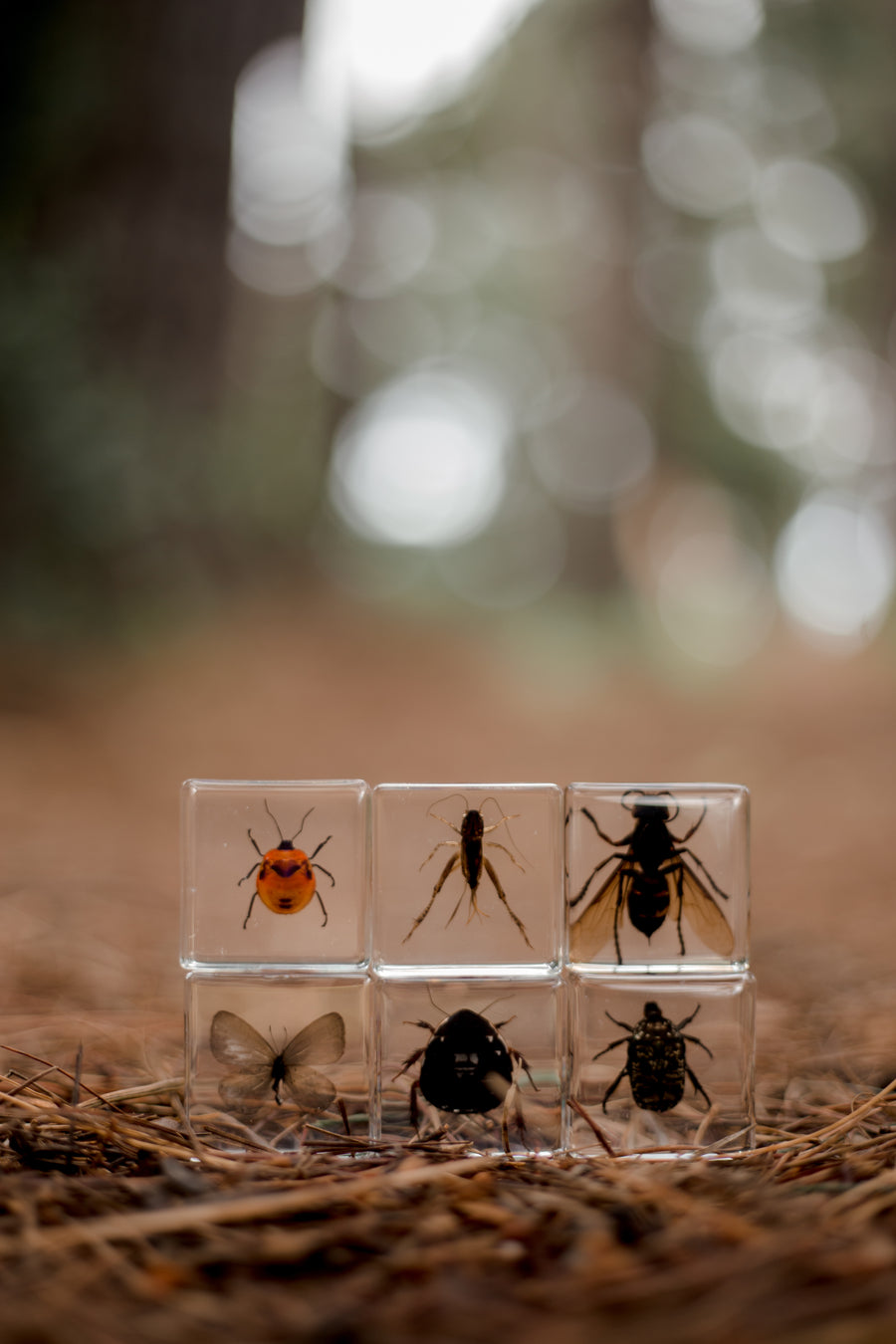 Investigative Insects Specimen Set