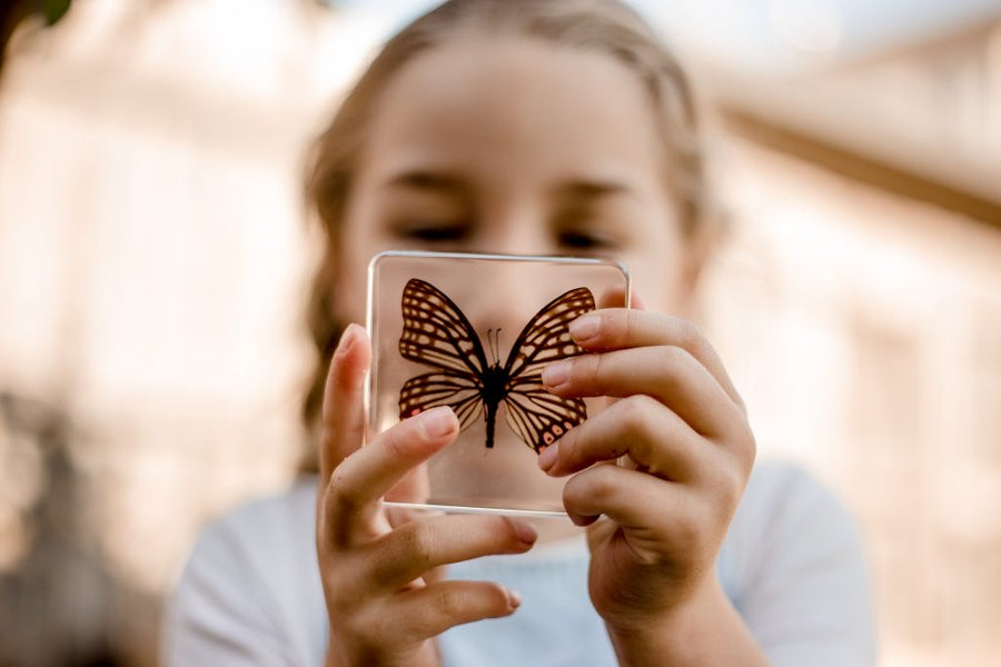 Butterfly Specimen Pair