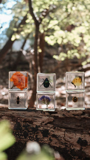 Pollinator Pals Specimen Set - Our Earth Life