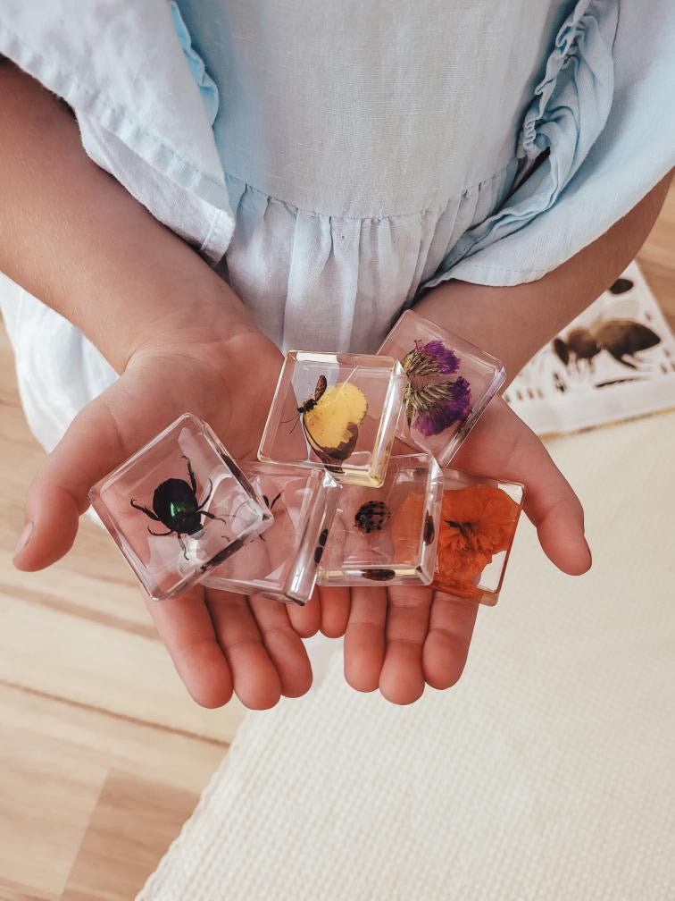 Pollinator Pals Specimen Set | Resin Specimens for Kids | Nature Play ...