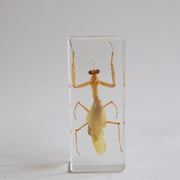 Praying Mantis Specimen - Our Earth Life