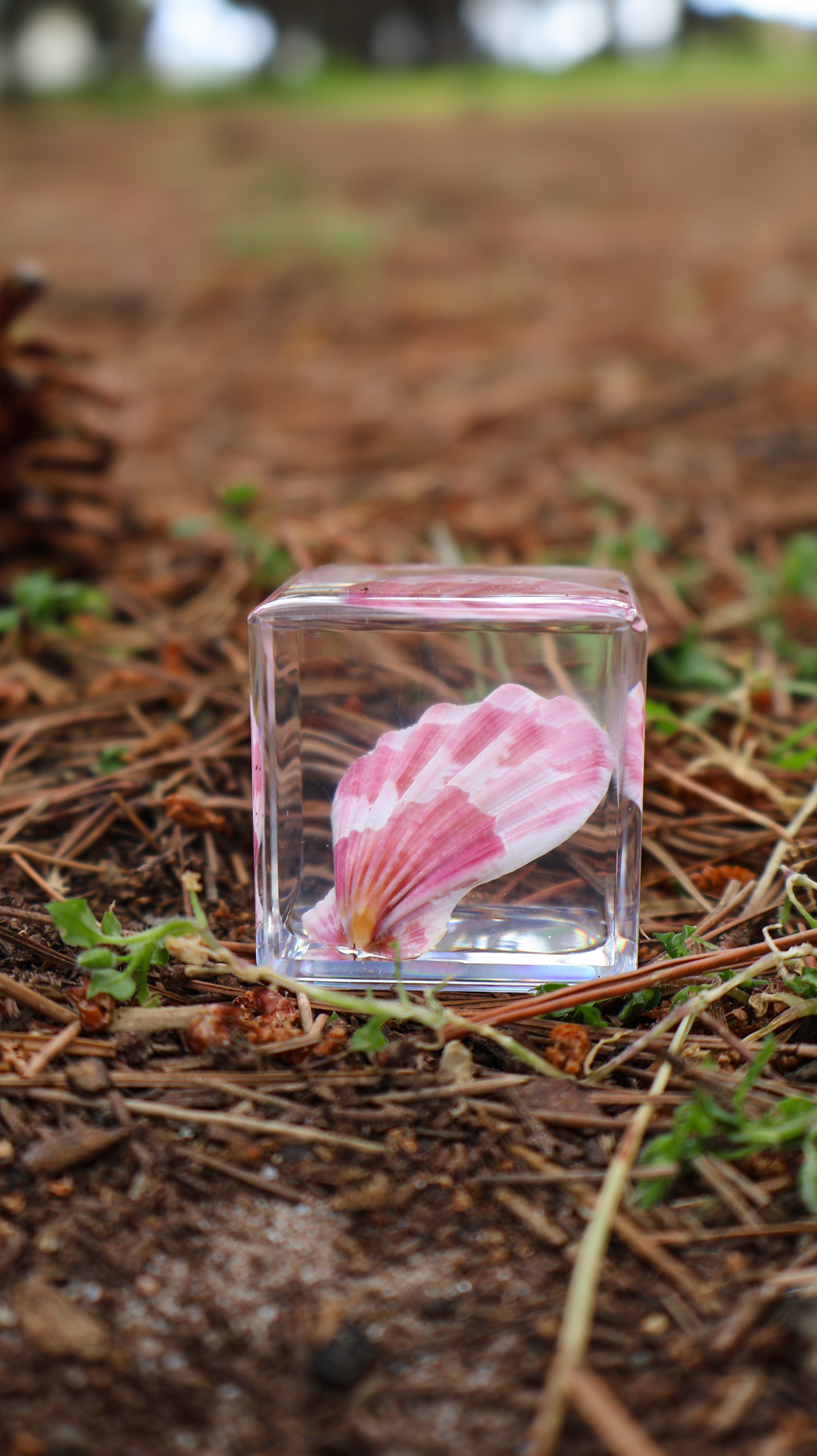 Scallop Shell Specimen Cube - Our Earth Life