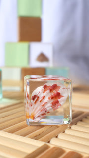 Scallop Shell Specimen Cube - Our Earth Life