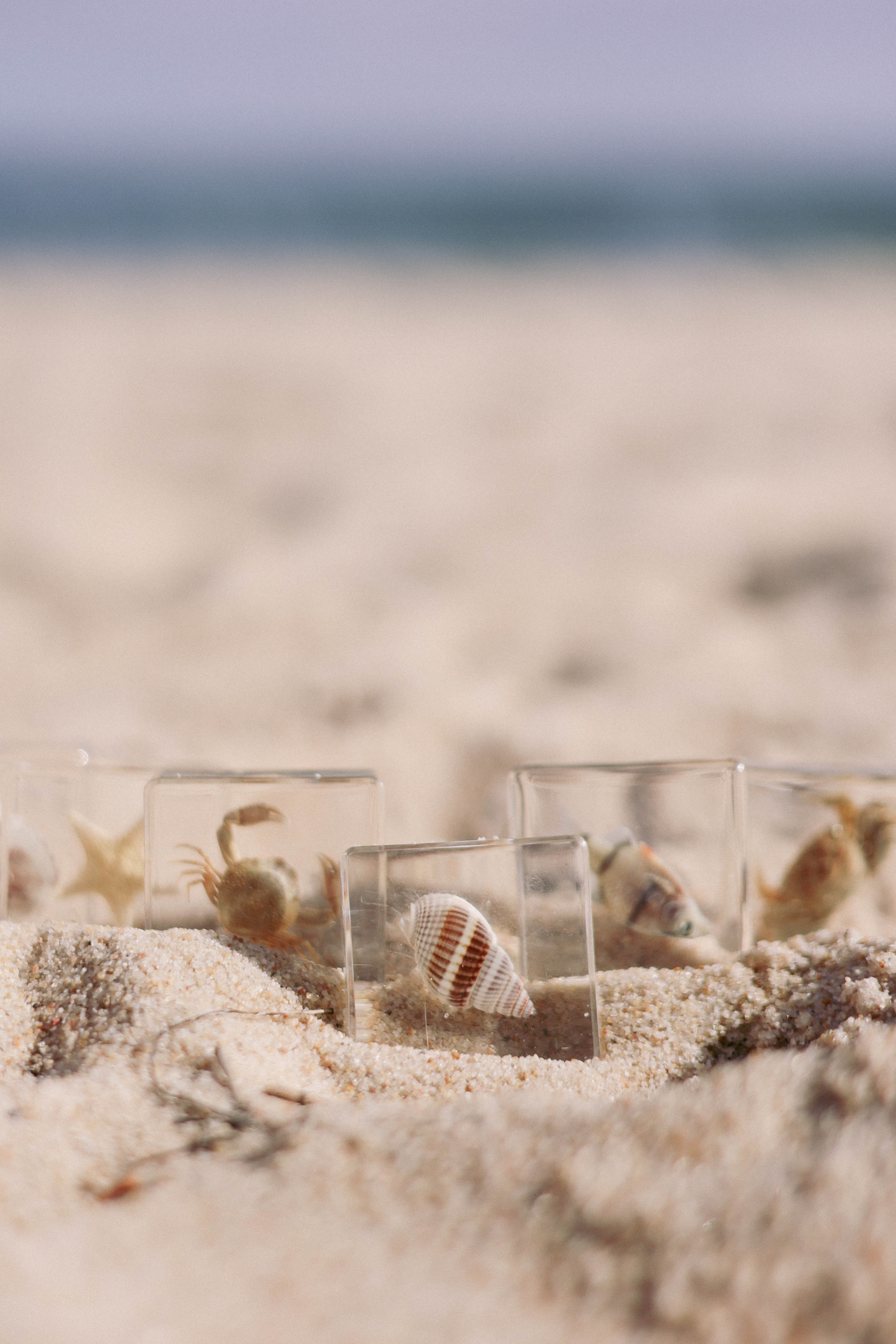 Sea Searchers Specimen Set