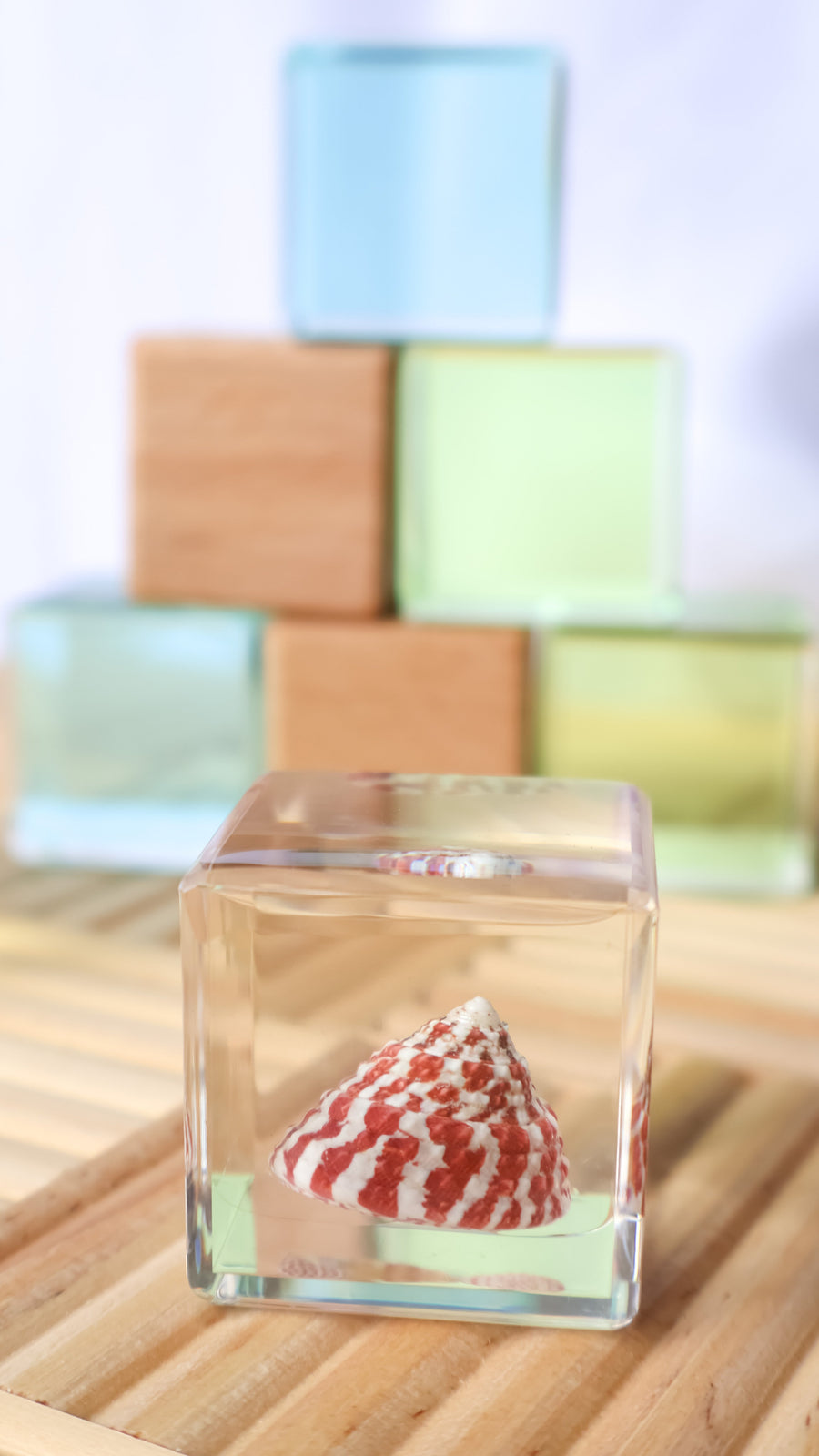 Shell Stackables Set - Our Earth Life