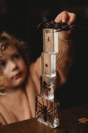 Spider Specimen Set - Our Earth Life