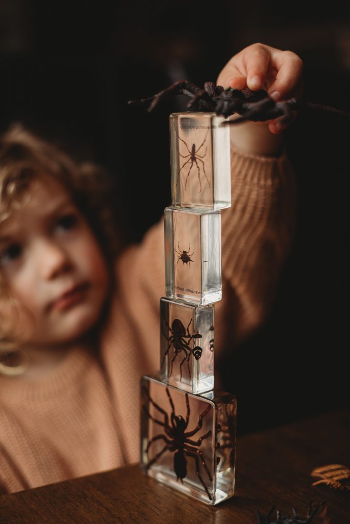Spider Specimen Set - Our Earth Life