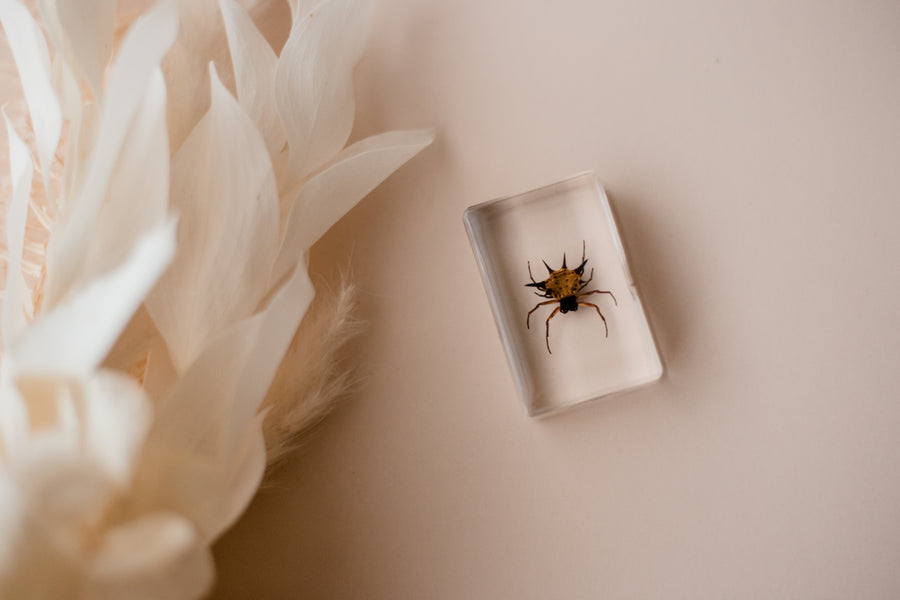 Spiny Spider Specimen - Our Earth Life