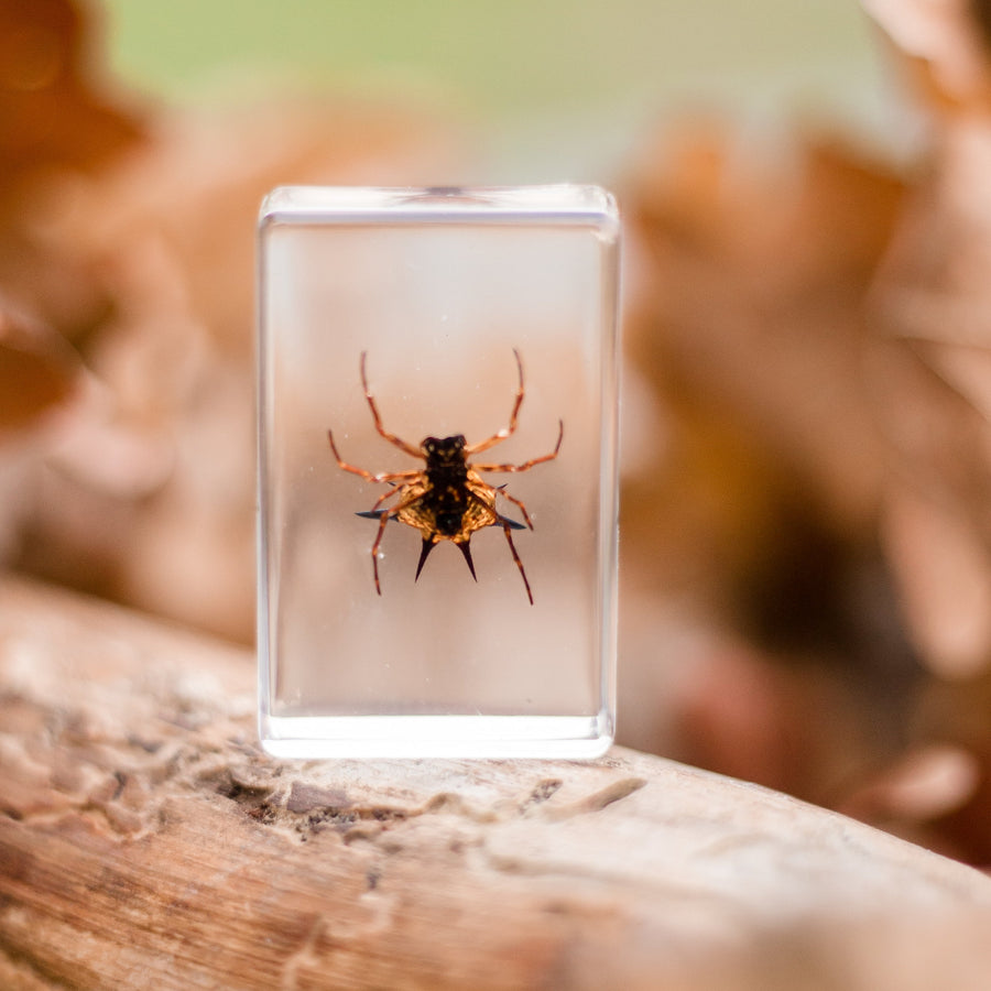 Spiny Spider Specimen - Our Earth Life