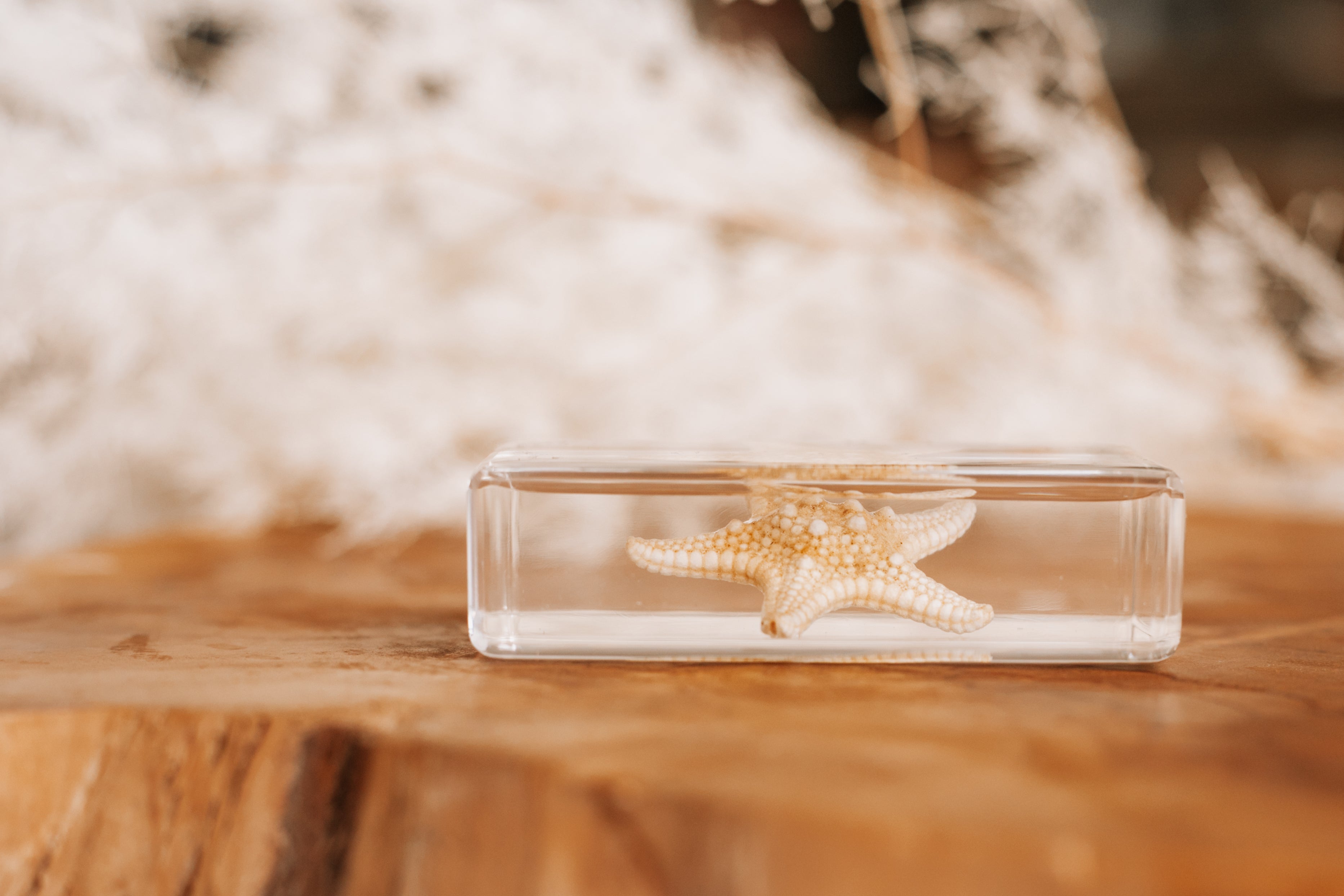 Starfish Specimen - Our Earth Life