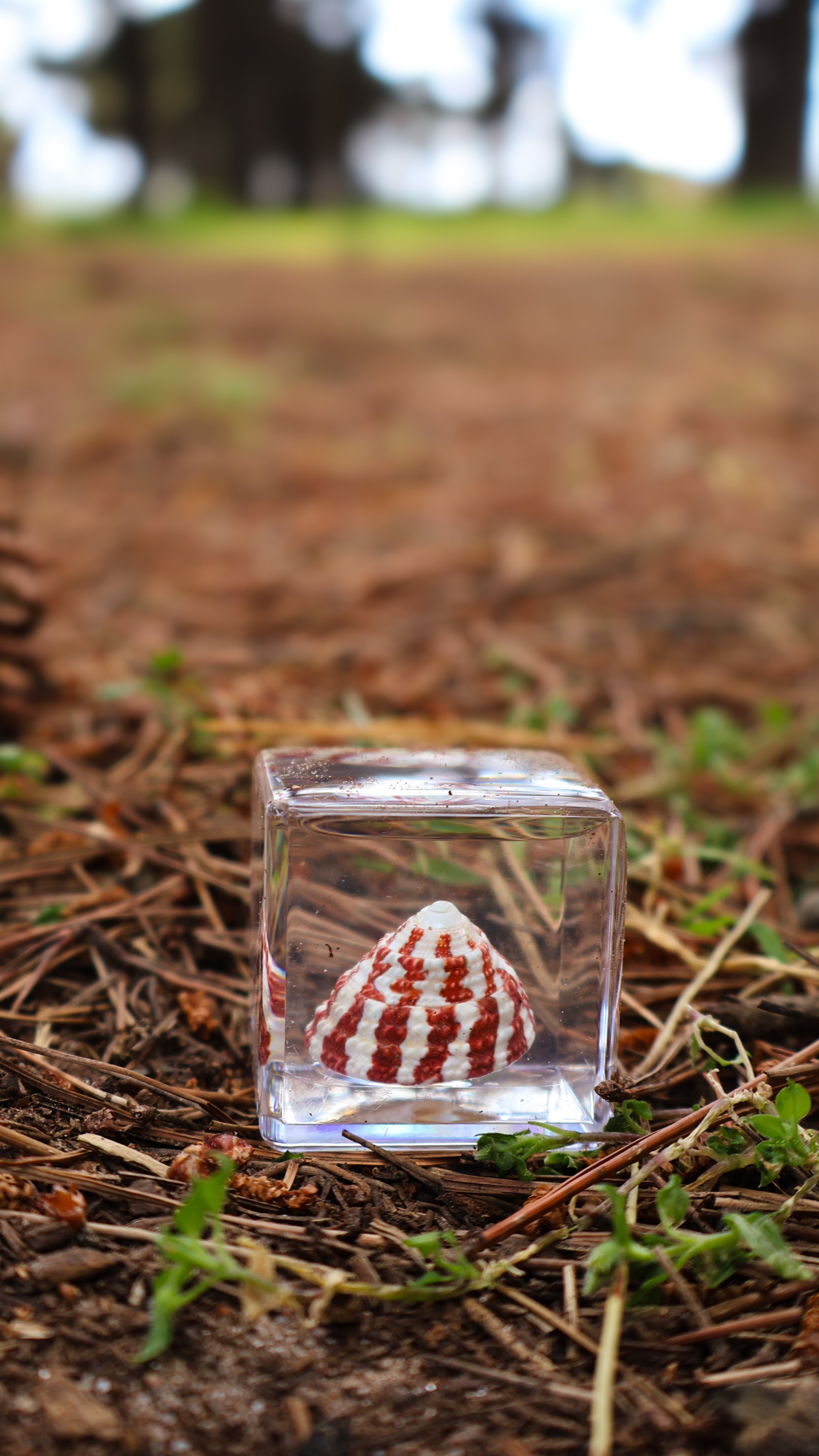 Strawberry Shell Specimen Cube - Our Earth Life
