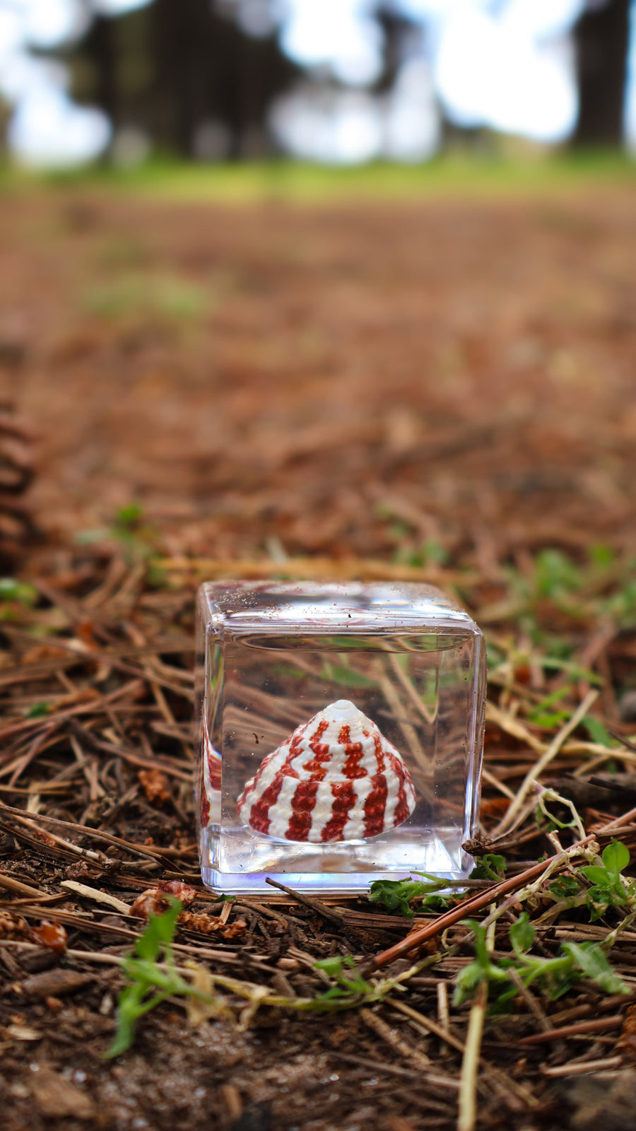 Strawberry Shell Specimen Cube - Our Earth Life