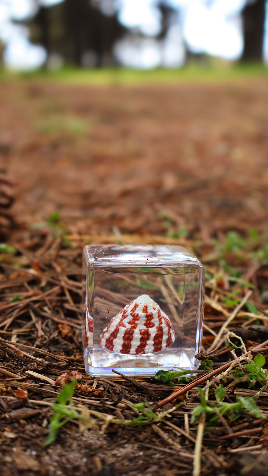Strawberry Shell Specimen Cube