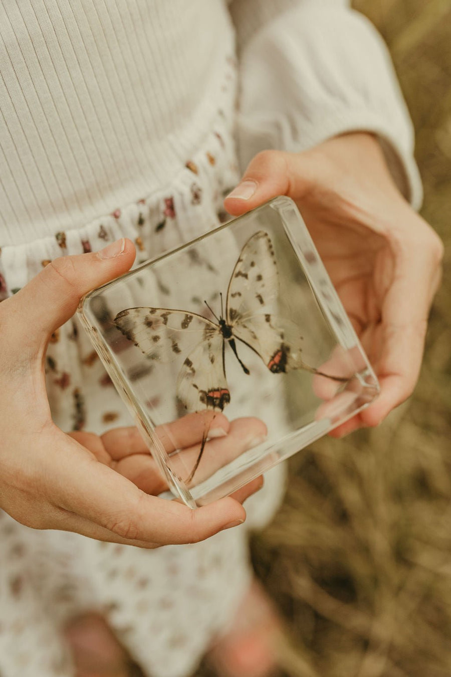 Swallowtail Butterfly Specimen - Our Earth Life