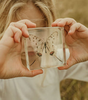 Swallowtail Butterfly Specimen - Our Earth Life
