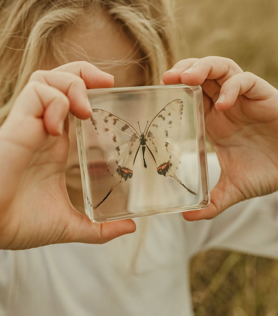 Swallowtail Butterfly Specimen - Our Earth Life
