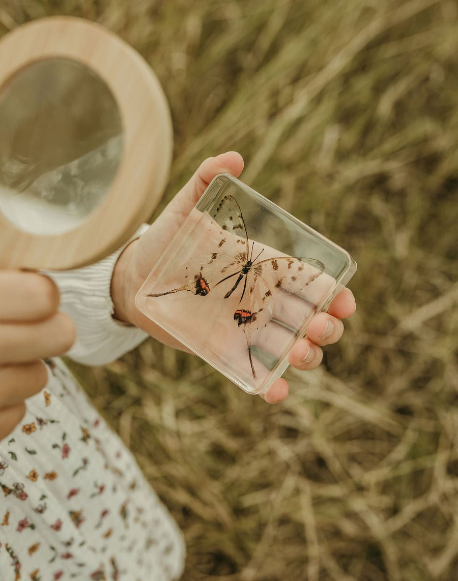 Swallowtail Butterfly Specimen - Our Earth Life