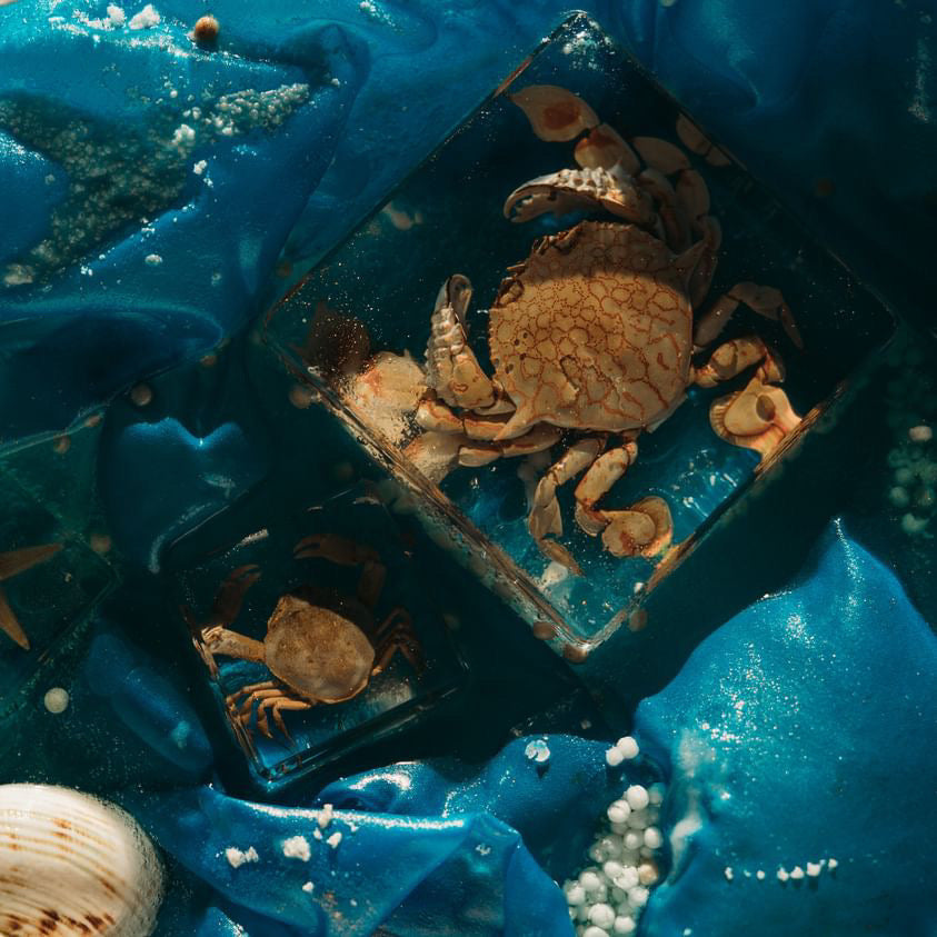 Flower Moon Crab Specimen