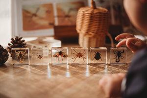 Creepy Crawlers Specimen Set