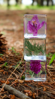 Trio of Flora Specimens - Our Earth Life
