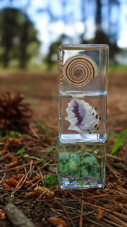 Trio of Shell Specimens - Our Earth Life