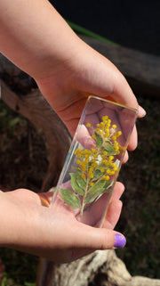 Wattle Specimen